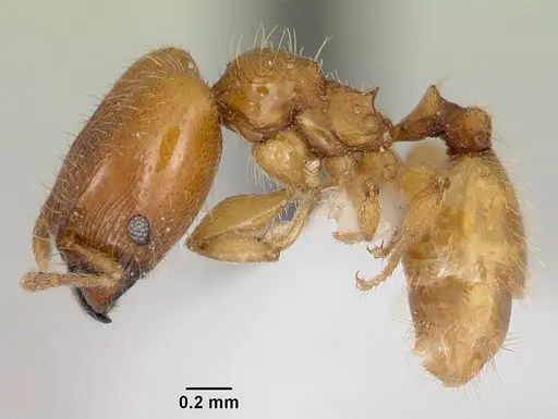 Pheidole casta specimen