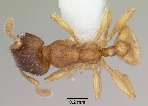 Pheidole casta - CASENT0104747