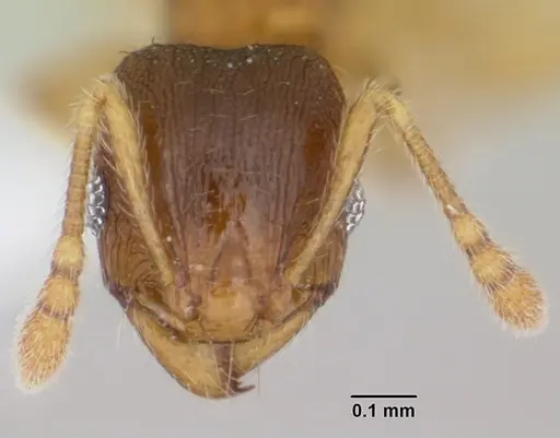 Pheidole casta - CASENT0104747
