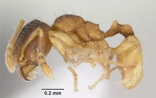 Pheidole casta - CASENT0104747