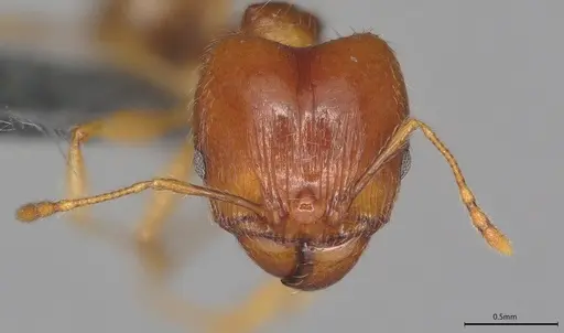Pheidole casta - CASENT0389487
