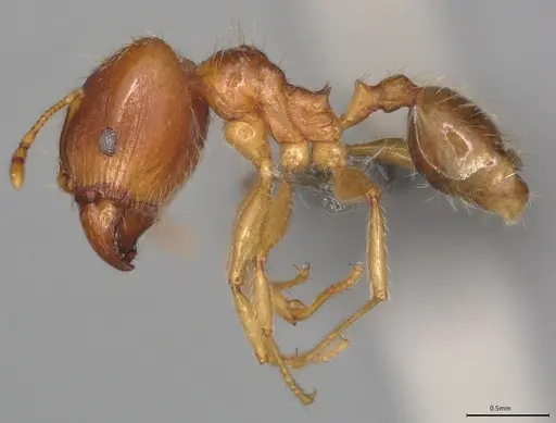 Pheidole casta - CASENT0389487