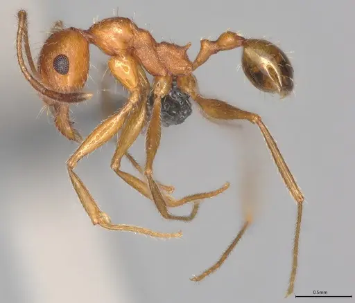 Pheidole casta - CASENT0770391