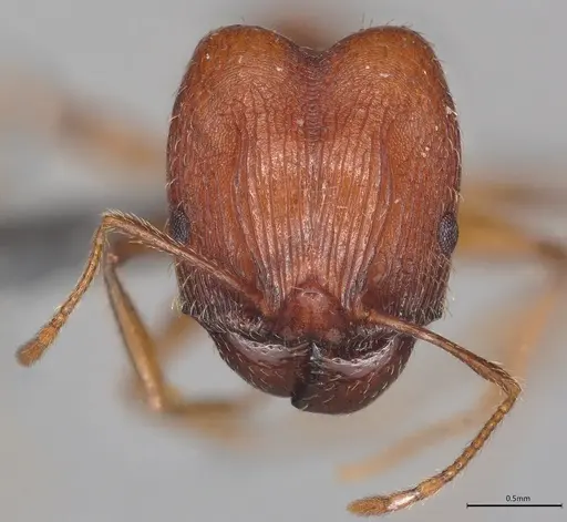 Pheidole casta - CASENT0770393