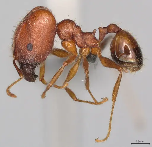 Pheidole casta - CASENT0770393