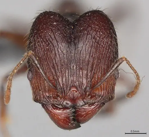 Pheidole casta - CASENT0774534