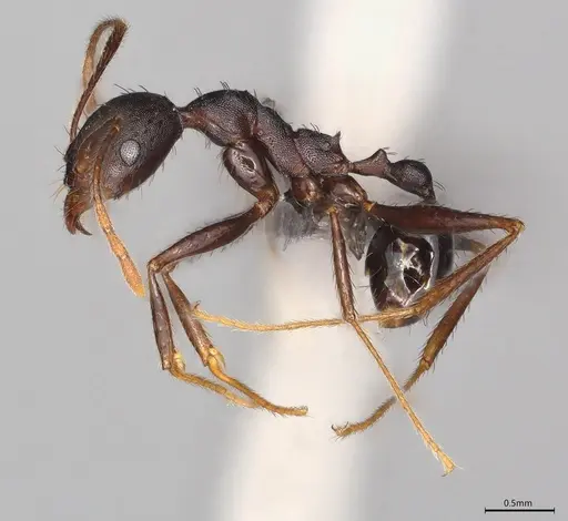 Pheidole casta - CASENT0775527