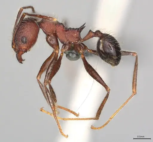 Pheidole casta - CASENT0775933