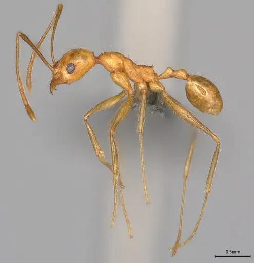 Pheidole casta - CASENT0775996
