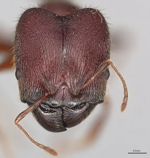 Pheidole casta - CASENT0777549
