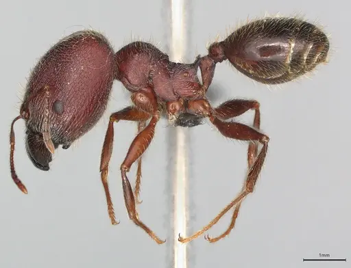 Pheidole casta - CASENT0777549