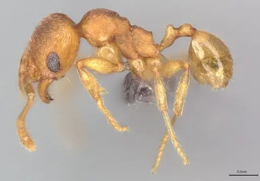 Pheidole casta - CASENT0778243