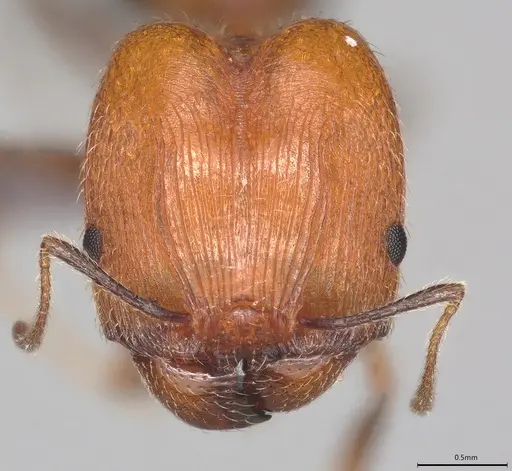 Pheidole casta - CASENT0778366