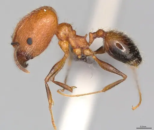 Pheidole casta - CASENT0778366