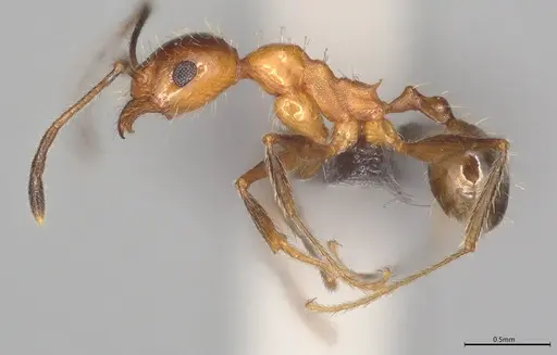 Pheidole casta - CASENT0778368