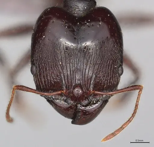 Pheidole casta - CASENT0778482