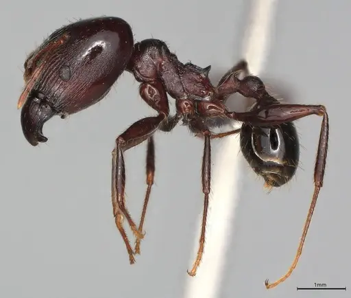 Pheidole casta - CASENT0778482