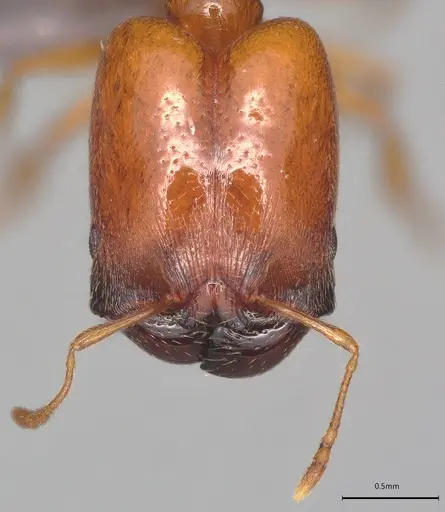 Pheidole casta - CASENT0778842