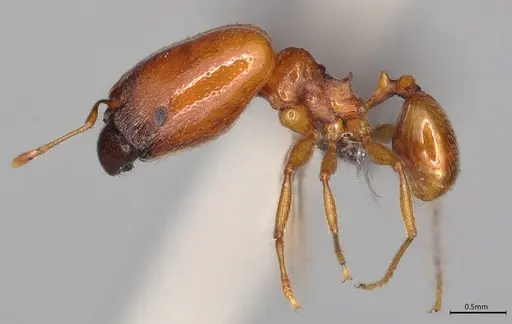 Pheidole casta - CASENT0778842