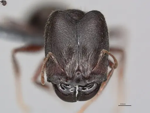 Pheidole casta - CASENT0780042