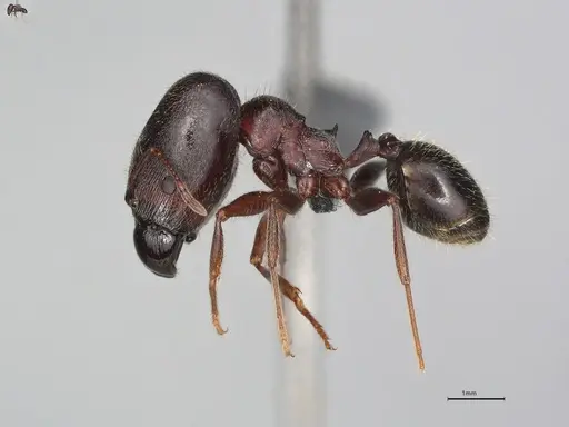 Pheidole casta - CASENT0780042