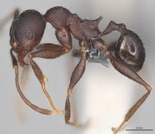 Pheidole casta - CASENT0780043