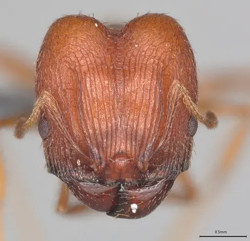 Pheidole casta - CASENT0780167