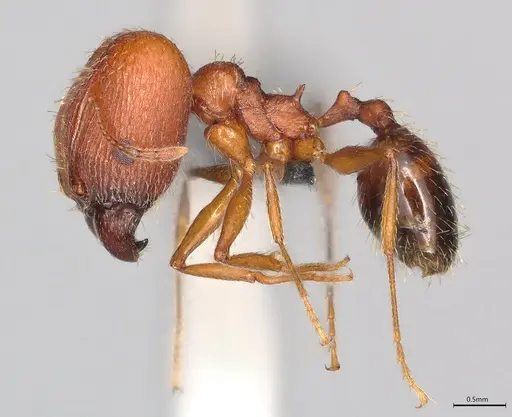 Pheidole casta - CASENT0780167