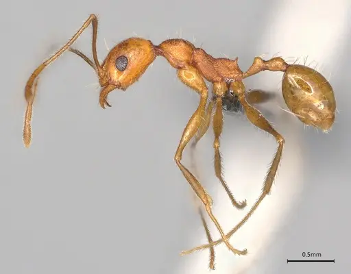 Pheidole casta - CASENT0780602