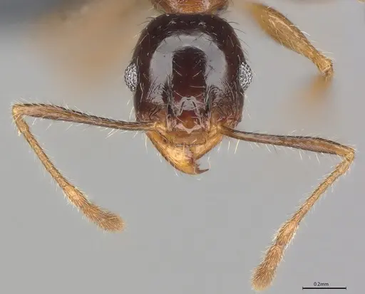 Pheidole casta - CASENT0781000