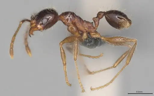 Pheidole casta - CASENT0781000
