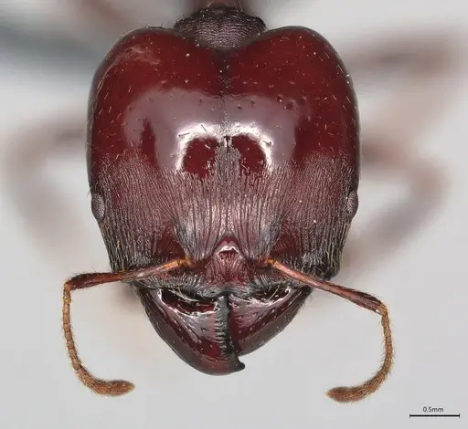 Pheidole casta - CASENT0781583