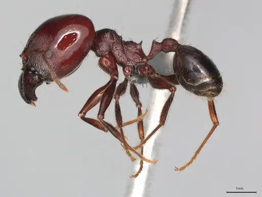 Pheidole casta - CASENT0781583