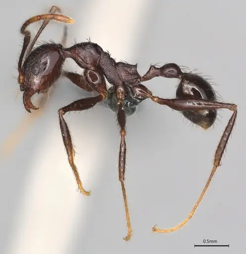 Pheidole casta - CASENT0782272