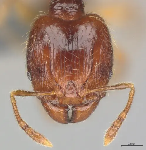 Pheidole casta - CASENT0782312
