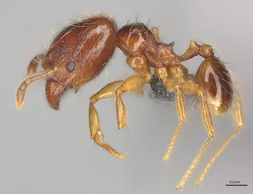 Pheidole casta - CASENT0782312