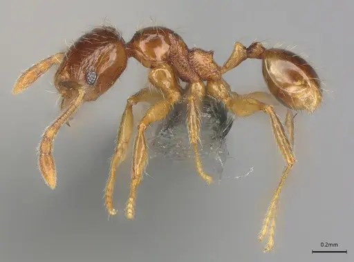 Pheidole casta - CASENT0782317