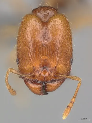 Pheidole casta - CASENT0782938