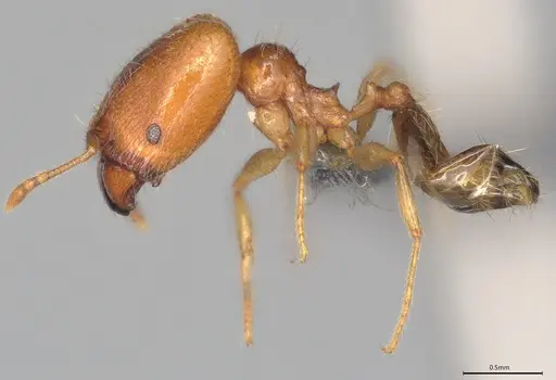 Pheidole casta - CASENT0782938