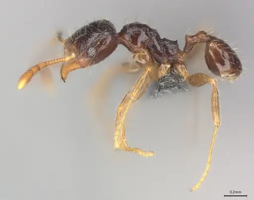 Pheidole casta - CASENT0782969