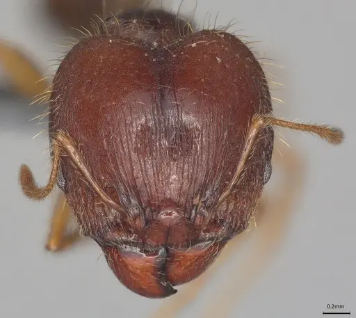 Pheidole casta - CASENT0782992