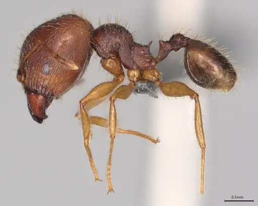 Pheidole casta - CASENT0782992