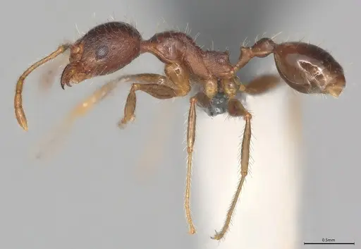Pheidole casta - CASENT0782993