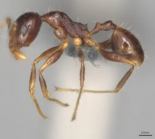 Pheidole casta - CASENT0783451