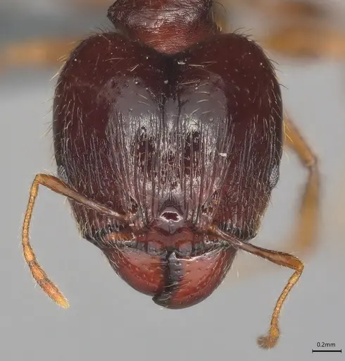 Pheidole casta - CASENT0783457