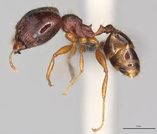 Pheidole casta - CASENT0783457