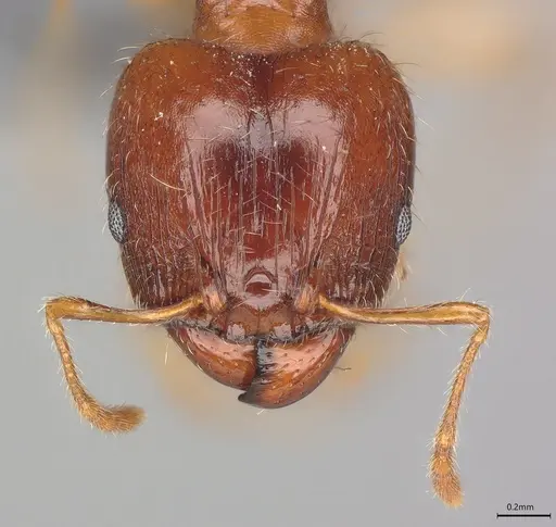 Pheidole casta - CASENT0785198