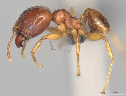 Pheidole casta - CASENT0785198
