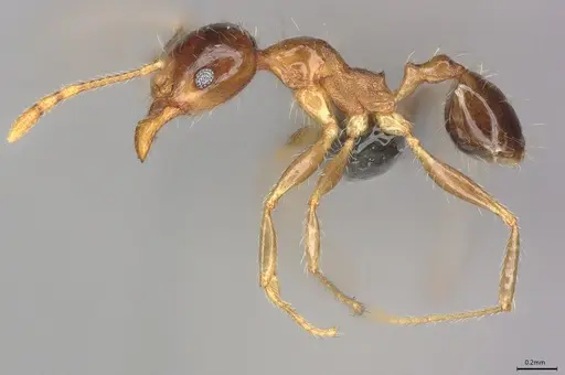 Pheidole casta - CASENT0785204