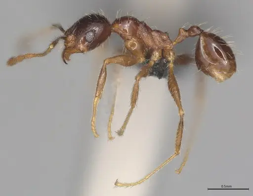 Pheidole casta - CASENT0785566